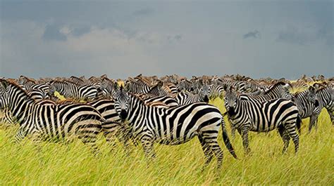 Best Of Kenya Safaris Kenya Safari Holidays