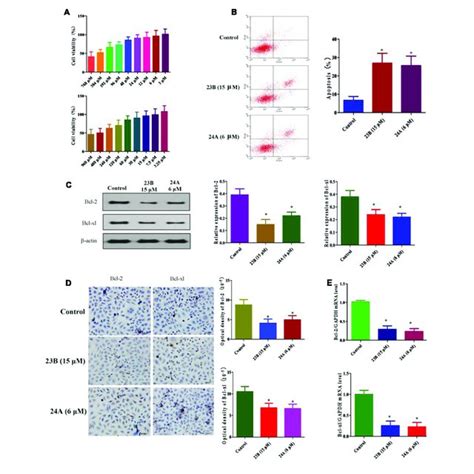 Apoptosis Related Protein Expression In Hk 2 Cells Treatment With 23b Download Scientific