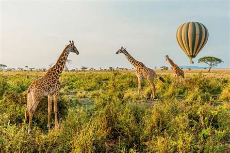 Safari In Tanzania Lappet Faced Safaris