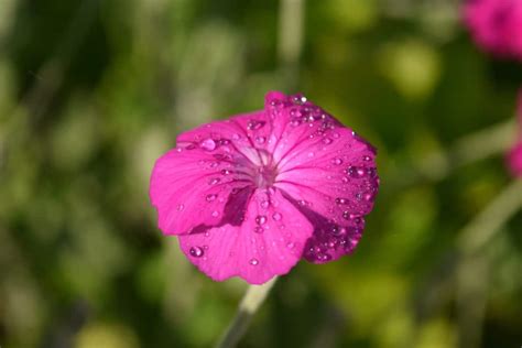 Free Picture Nature Summer Flora Flower Petal Garden Pink