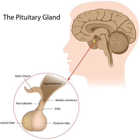 Anatomy Of Pituitary Gland With Labels Cross Section | Sexiz Pix