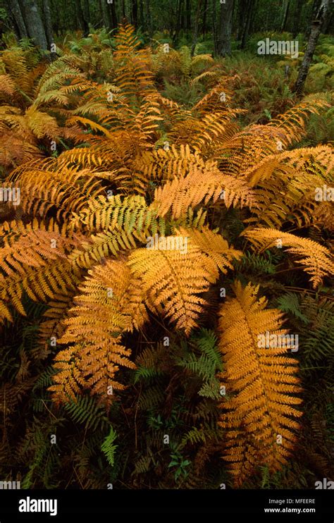 Cinnamon Fern In Autumn Colours Osmunda Cinnamomea Maine Usa October