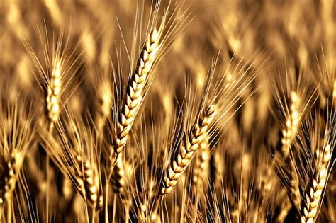 Um Campo De Trigo Dourado A Palavra Trigo Nele Foto Premium