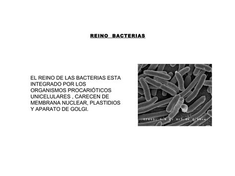 Reino De Las Bacterias Ppt Descarga Gratuita