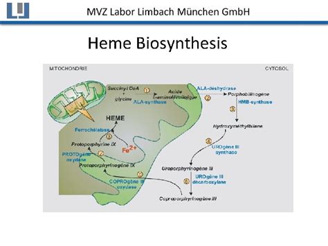 Disorders Of Heme Biosynthesis Clinical Features And Laboratory