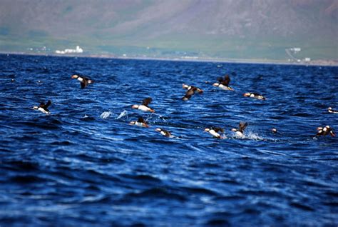 Puffin Express Cruise Reykjavik Iceland Puffin Express Cruise