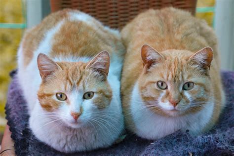 Male vs Female Cat: What Are The Differences? – Petozy