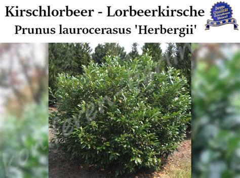 Kirschlorbeer Lorbeerkirsche Prunus Laurocerasus Herbergii