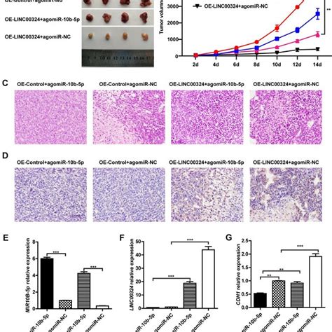 LINC00324 Inhibited Tumor Growth In Nude Mice Xenograft Models A