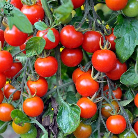 大人の芳醇サクサクミニトマト ”ほれまる” ミニトマトの苗2個～【野菜の苗 105cmポット 自根苗】｜ 【植物のitanse】全品送料無料