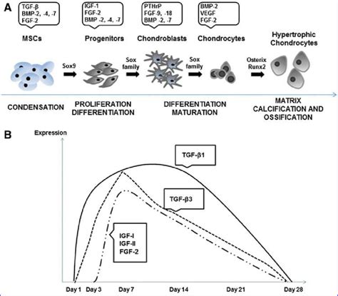 A Chondrogenic Differentiation Of Mscs Which Involves Three Main Download Scientific Diagram