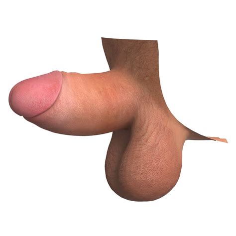 Small Erect Penis 3D Model By Cgtools