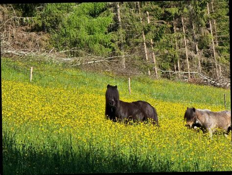 Pferdemarkt Pony Mini Pony Stute Kaufen Landwirt