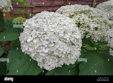 Hydrangea Arborescens Annabelle A Large Bushy North American Shrub