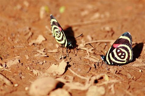 Butterflies in Iguazu Falls Photograph by Fernando Turjanski - Fine Art ...