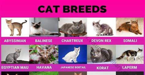 Cat Breeds Cats Come In Many Different Shapes And Sizes When It Comes