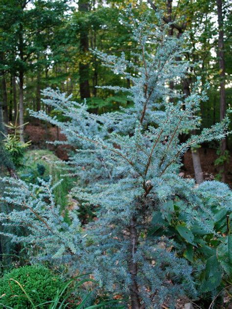 Blue Atlas Cedar | Houzz