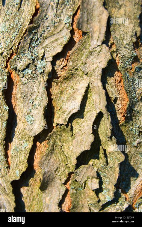 La Corteza De Un Rbol Viejo Con Moss Bajo La Luz Solar Fotograf A De