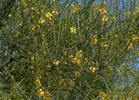 Parkinsonia aculeata - UF/IFAS Assessment - University of Florida ...