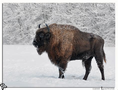 Wisent