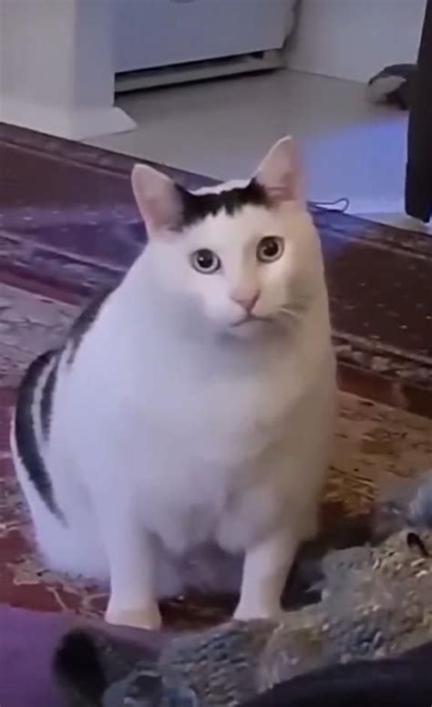 cat  huh meme cat memes funny animal  funny cats