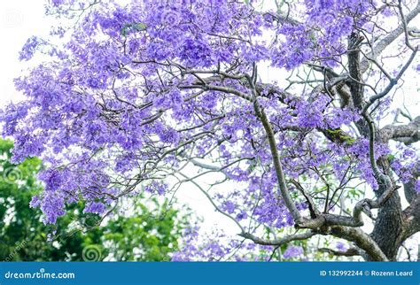 Jacaranda Tree Stock Photo Image Of Magnificent Full 132992244