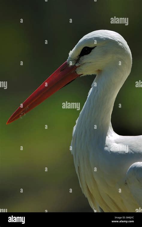 Weissstorch White Stork Ciconia Ciconia Portrait Stock Photo Alamy