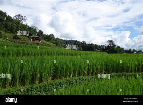 Rice Paddy Rice Paddies Traditional Thai House Clouds Mountain