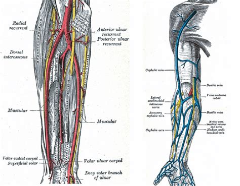 Arteries Diagram Arm This Diagram Shows The Arteries In The Arm