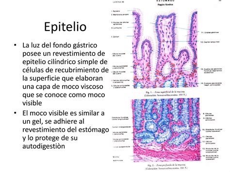 Histologia Tubo Digestivo Ppt