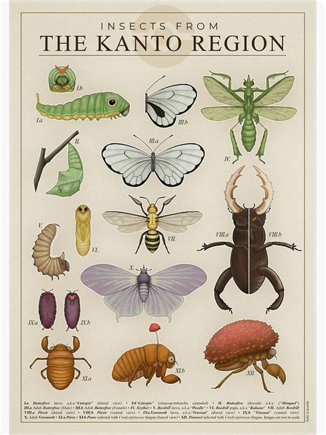 Insects From The Kanto Region Poster For Sale By Julio Lacerda