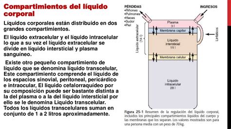 Los Compartimientos Del Líquido Corporal Líquidos Extracelular E Int