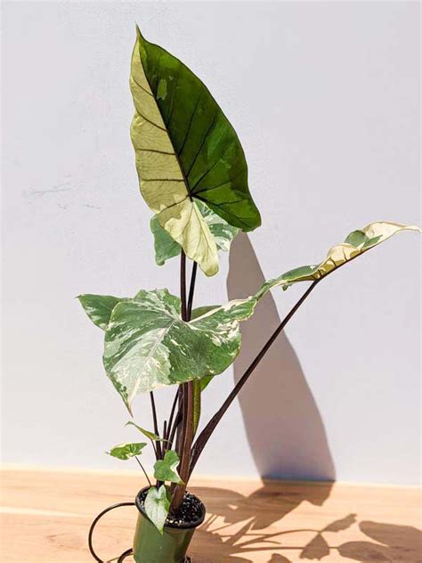 Variegated Alocasia Macrorrhiza Variegata The Elephant Off