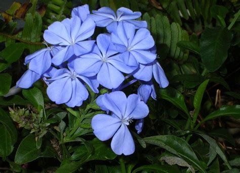 Before And After Hard Pruning Plumbago