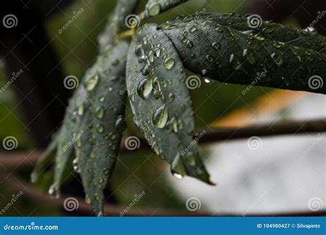 Hoja Verde Con Descensos Del Agua De Lluvia Imagen De Archivo Imagen