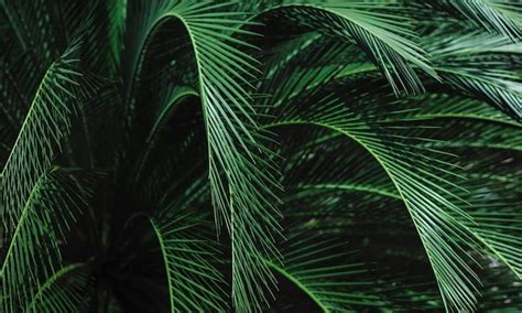 Premium Photo | Fresh green palm leaves background