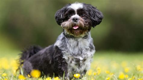 The Havanese: Everything You Need to Know – PawSafe