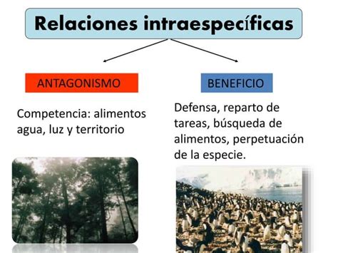 Relaciones Interespecíficas E Intraespecíficas De Los Seres Vivos