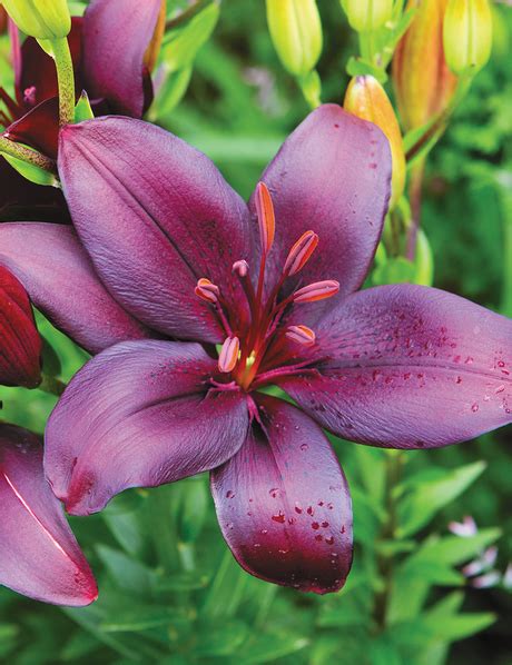 Asiatic Lilies Tesselaar