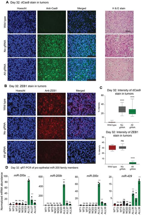 Crisprdcas Krab Induces Sustained Silencing Of Zeb In Vivo