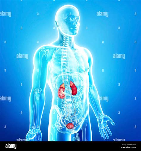 Male Urinary System High Resolution Stock Photography And Images Alamy