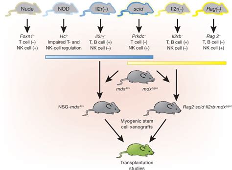 Immunomodulated Mouse Strains And The Immune Cells They Lack Nk