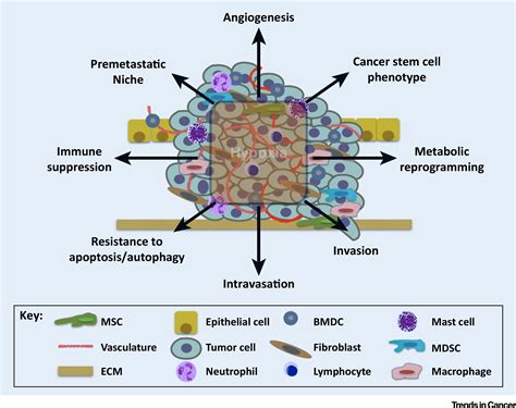 Hypoxia Signaling The Metastatic Cascade Trends In Cancer