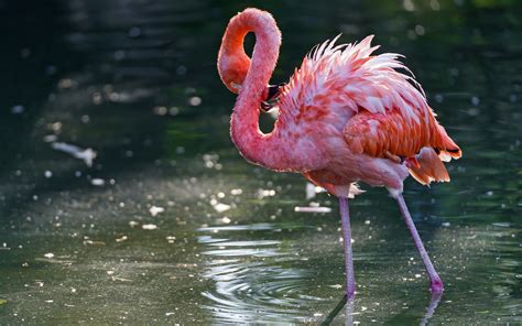 Flamingo Wallpapers Hd