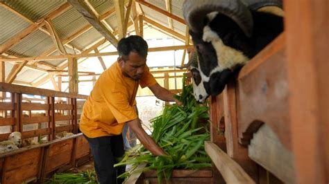 Antam Dukung Kemandirian Ekonomi Lewat Budidaya Domba Di Cisarua