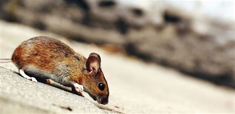 Free picture: mouse, animal, fur, rodent