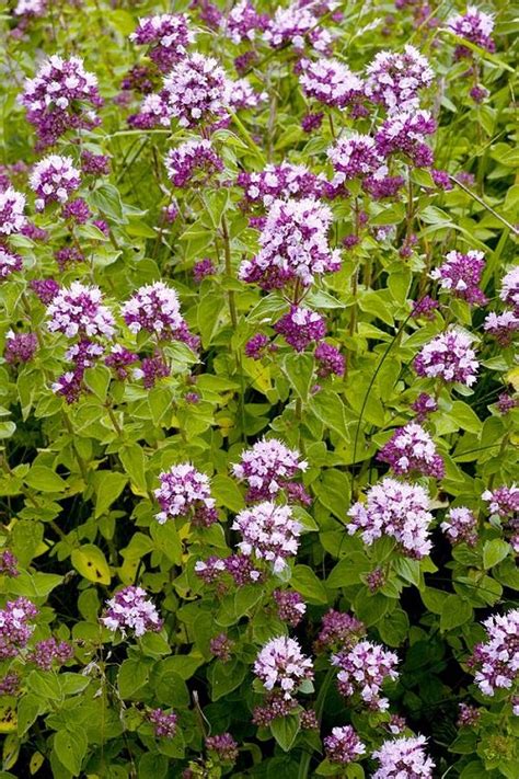 How To Grow Marwa Plant Growing Marjoram In India India Gardening