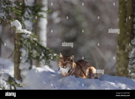 Eurasian Lynx Lynx Lynx In The Snow In The Bavarian Forest National