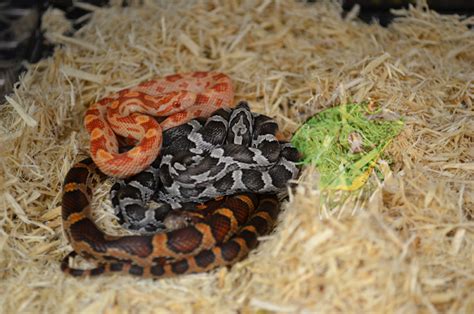 Baby Corn Snakes For Sale - Strictly Reptiles