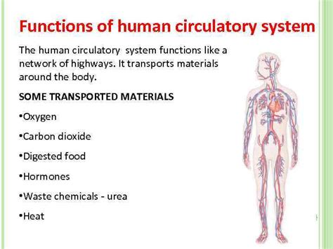 HUMAN CIRCULATORY SYSTEM Functions of human circulatory